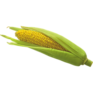 Corn PNG image-5261